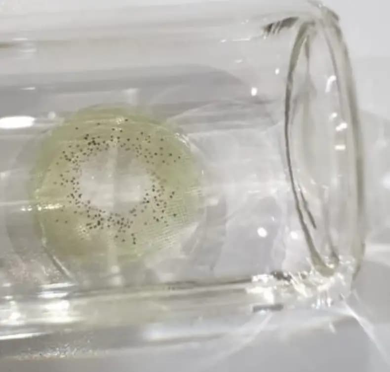 Freshlady Asian Series